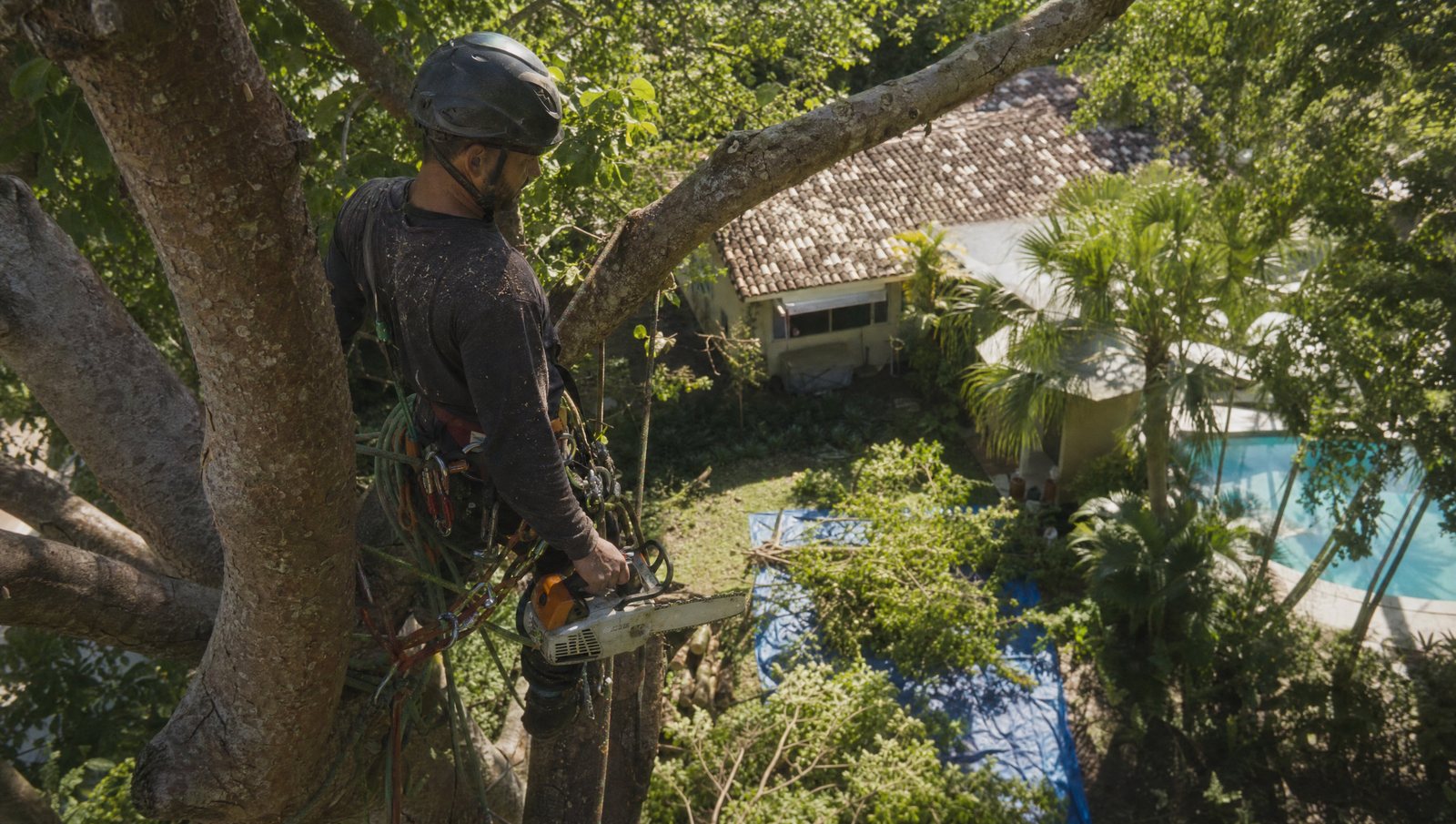 Arborist rigged in a tall tree with a chainsaw, cut branches stacked on a tarp below